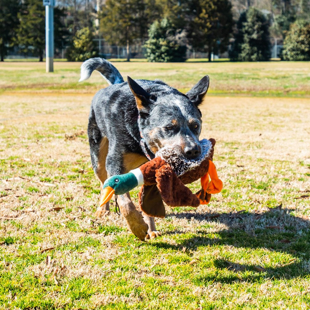 Plush Duck Dog Toy with Honker