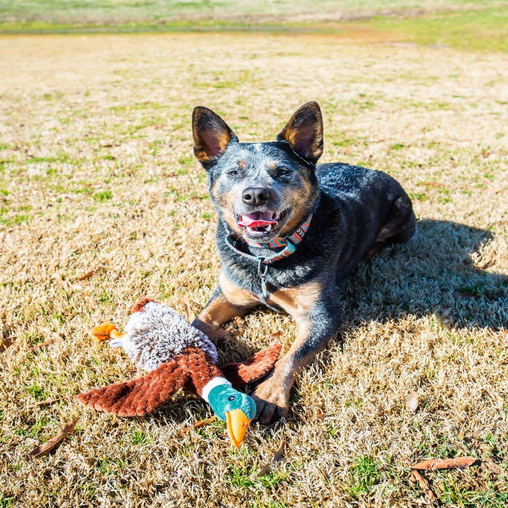 Plush Duck Dog Toy with Honker