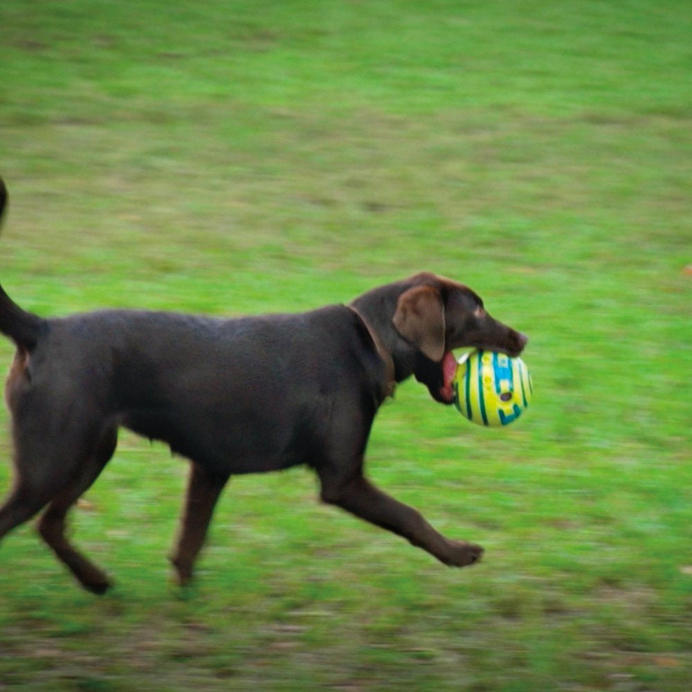 Wobble Wag Giggle Ball Dog Toy, Tear-Resistant, Green